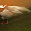 Silver Pheasant