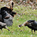 Wild turkey