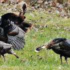 Wild turkey