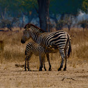 Plains zebra