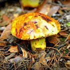 Boletaceae