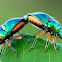 Green Jewel Bug