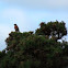 Linnet