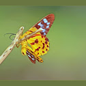 Moth~