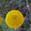 cotton lavender; abrótano hembra