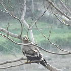 Steppe Eagle