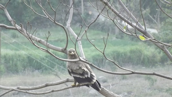 Spotting Image 1