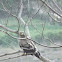 Steppe Eagle