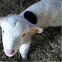 Lamb