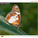 Danaid Eggfly (Male)