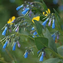 Mountain Bluebell