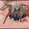 Carolina wolf spider