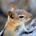 Golden-mantled ground squirrel