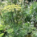 Dill