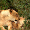 Lioness