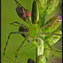 Green Lynx Spider