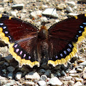Mourning Cloak Butterfly