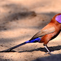Violet-eared Waxbill