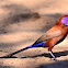 Violet-eared Waxbill
