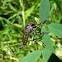 Robber Fly