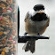 Black-capped Chickadee