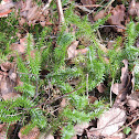 Northern Firmoss