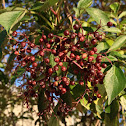 Elderberry