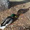 Mallard