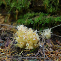 Gnome Plant