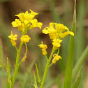 Wild mustard