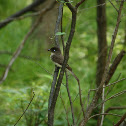 Eastern Phoebe
