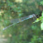 Blue Ringtail