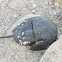 Horseshoe crab