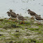 Ruddy Turnstone