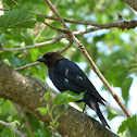 Brown-headed Cowbird