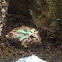 Ornate Horned Frog