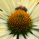 European Honey Bee