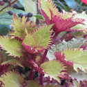 Coleus Cultivar