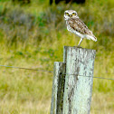 Burrowing Owl