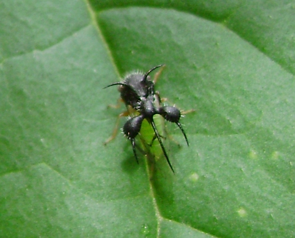 Cyphonia clavata