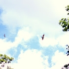 Red-Tailed Hawk