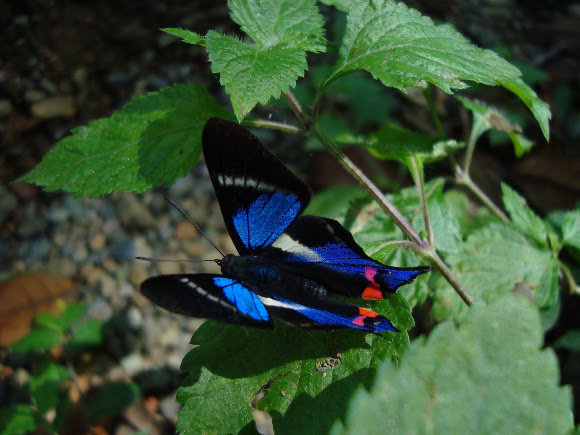 Spotting Image 1