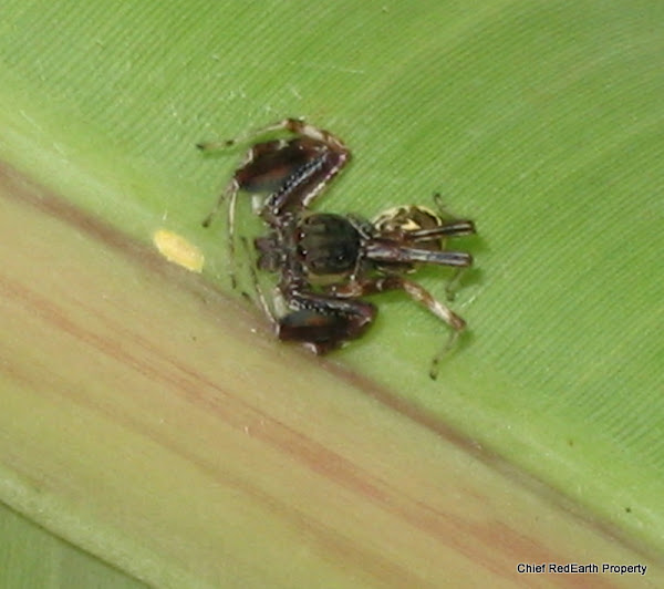 Jumping Spider Female with egg sac ) Project Noah