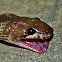 Indian Wolf Snake