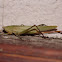 Cone-headed Katydid