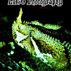 LD50 Photography