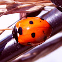 Lady Bug