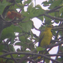 Black-naped Oriole