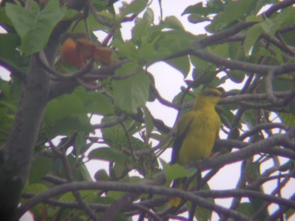 Spotting Image 1