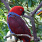 Eclectus Parrot (female)